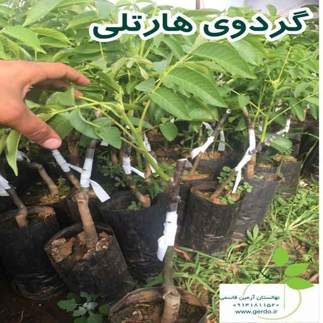 نهال گردو آرمین قاسمی ژنوتیپ برتر