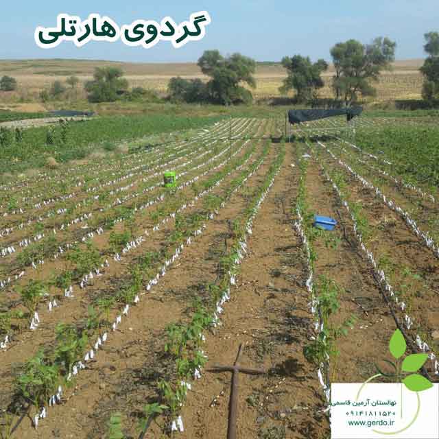 نهال گردو آرمین قاسمی ژنوتیپ برتر