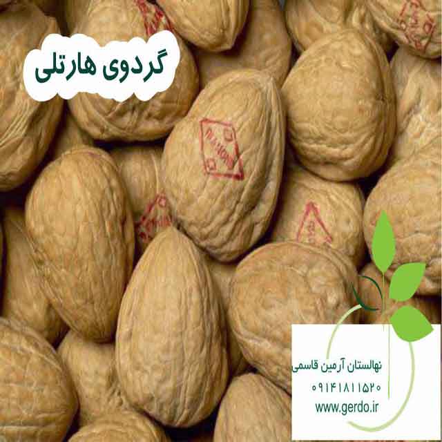 نهال گردو آرمین قاسمی ژنوتیپ برتر