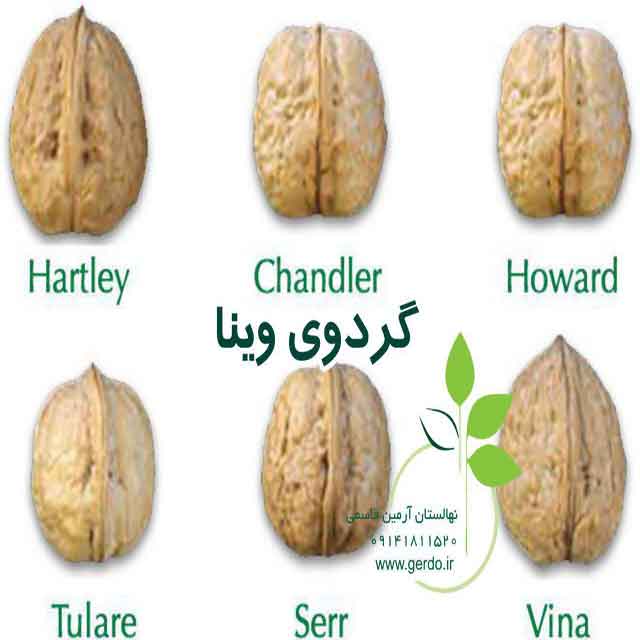 نهال گردو یالووا ۳