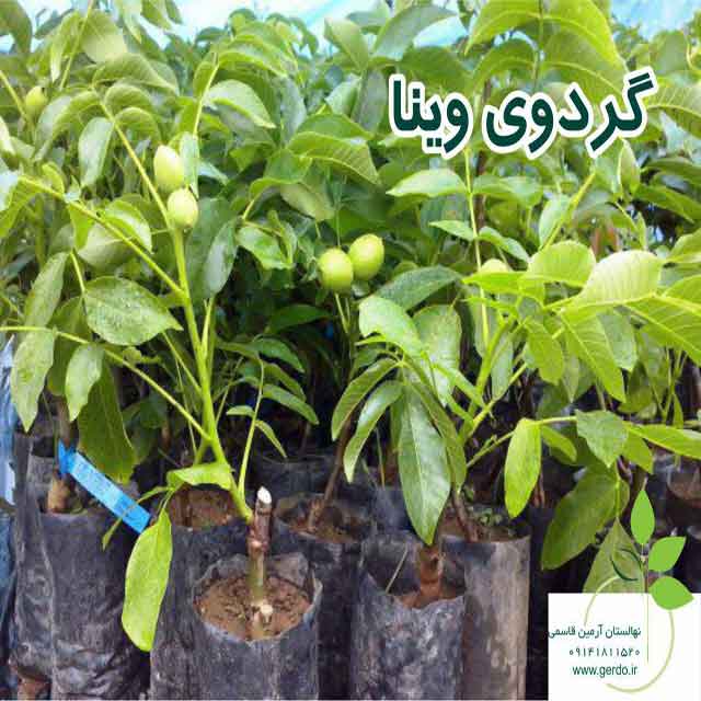 نهال گردو یالووا ۳
