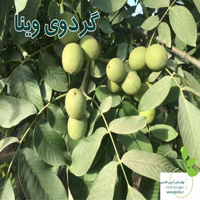 نهال گردو یالووا ۳