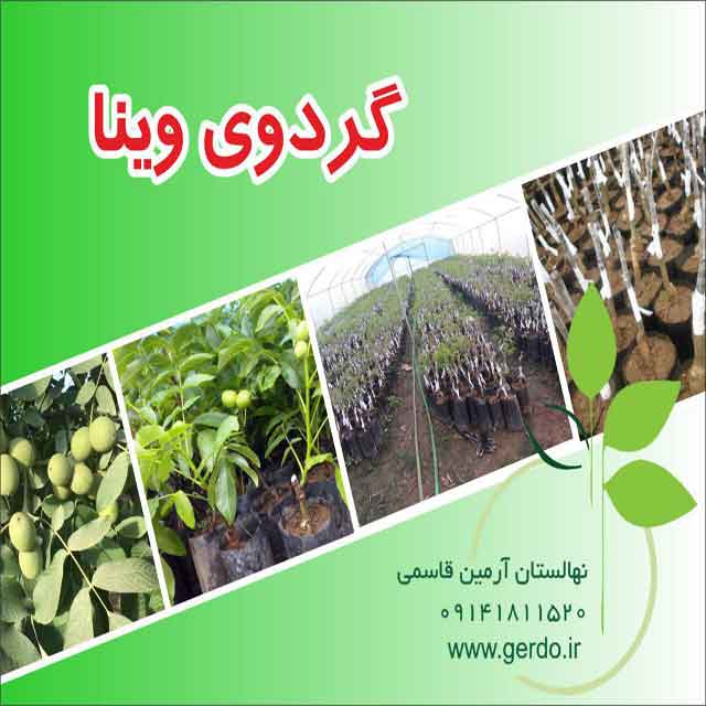 نهال گردو یالووا ۳