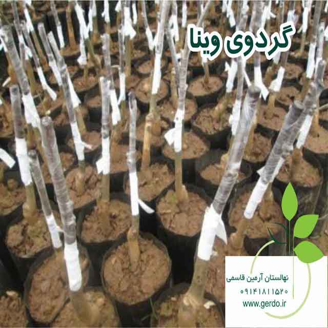 نهال گردو یالووا ۳