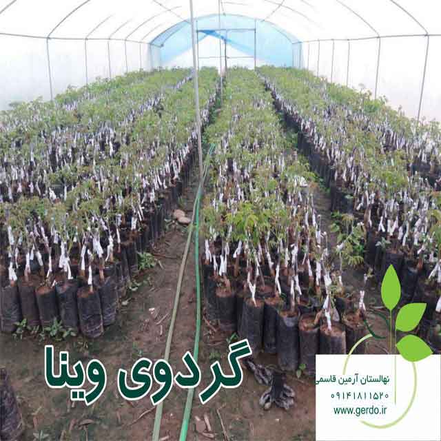 نهال گردو یالووا ۳