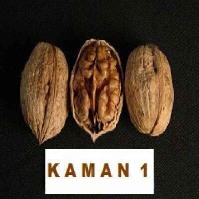 نهال گردو یالووا