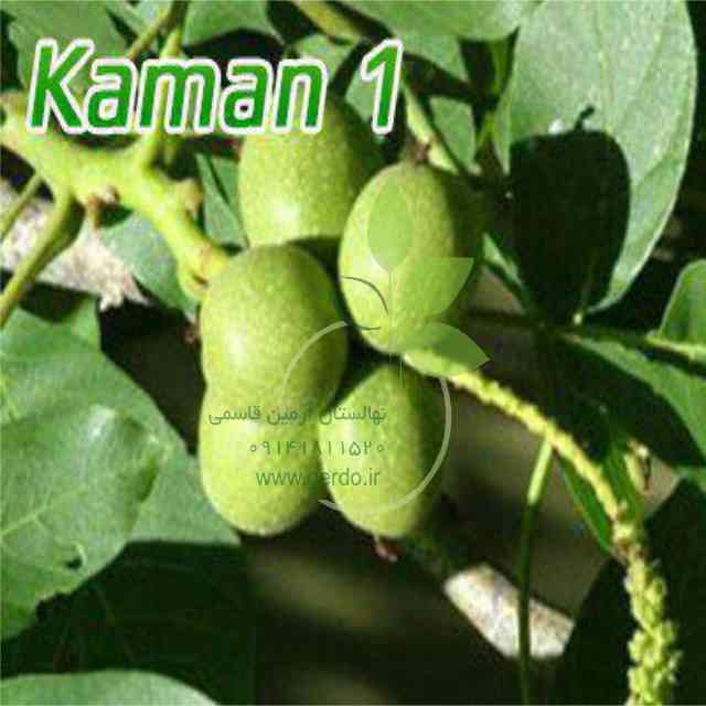 نهال گردو یالووا