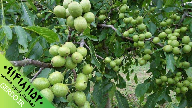عکس نهال گردو چندلر پیوندی