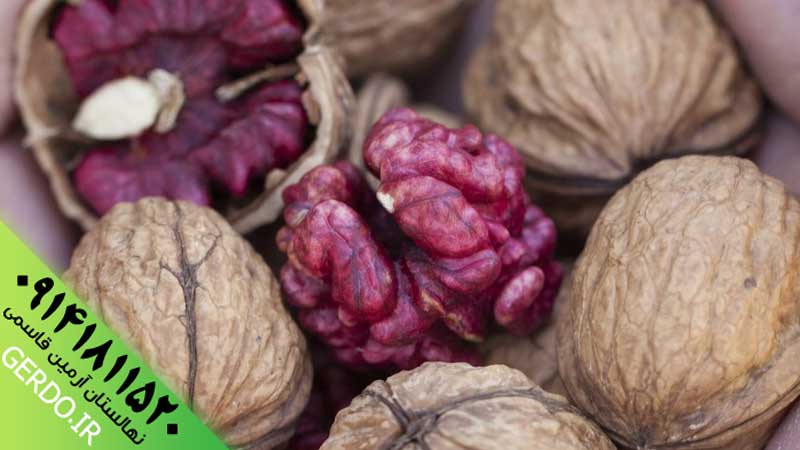 عکس نهال گردو تو سرخ پیوندی