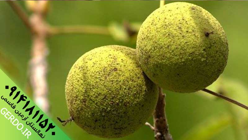 عکس نهال گردو سانلند پیوندی