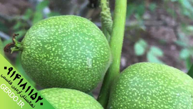 عکس نهال گردو دماوند