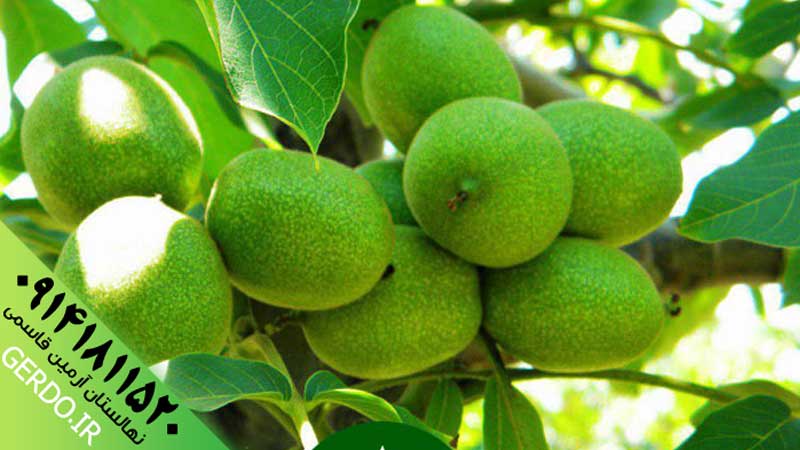 عکس نهال گردو شبین