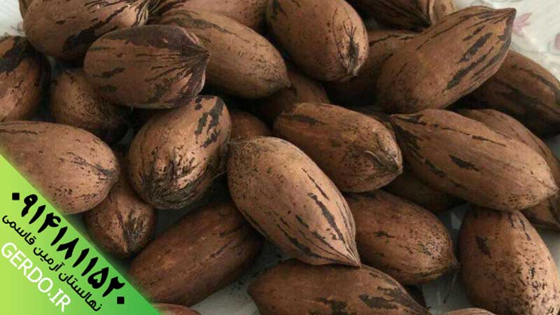 عکس نهال گردو پکان آمریکایی