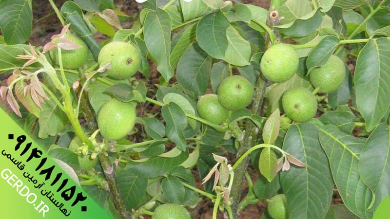 عکس نهال گردو ضیاء آباد قودآقوز