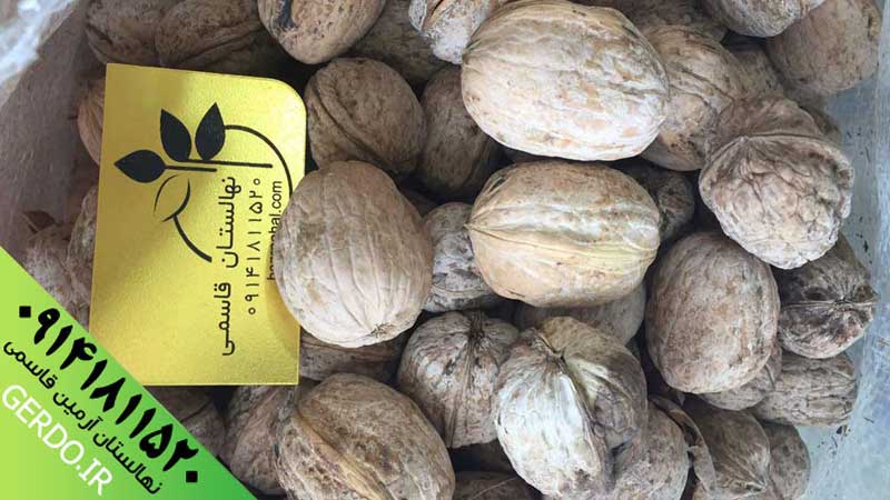 عکس بذر گردو خوشه ای