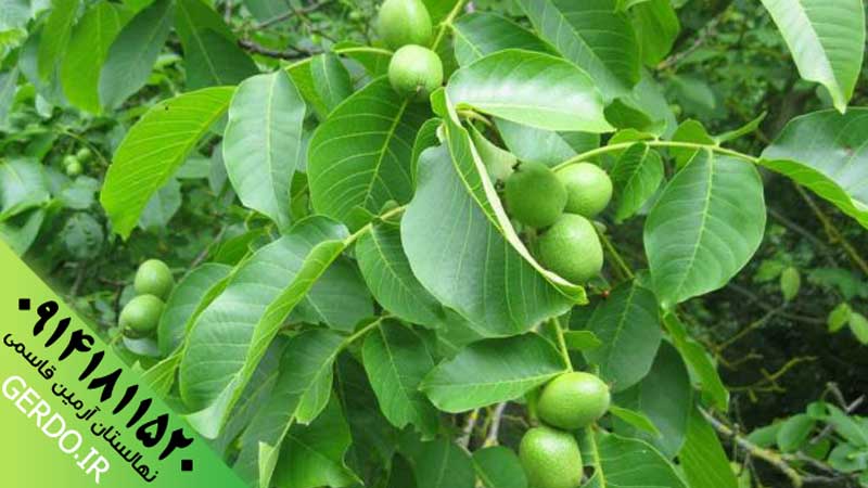 عکس نهال گردو سجنو