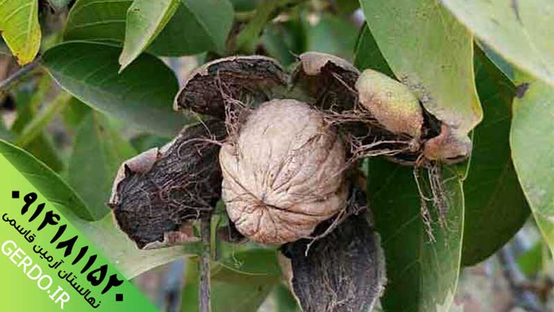 عکس نهال گردو پاریزین