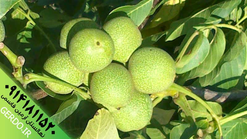 عکس نهال گردو یالووا