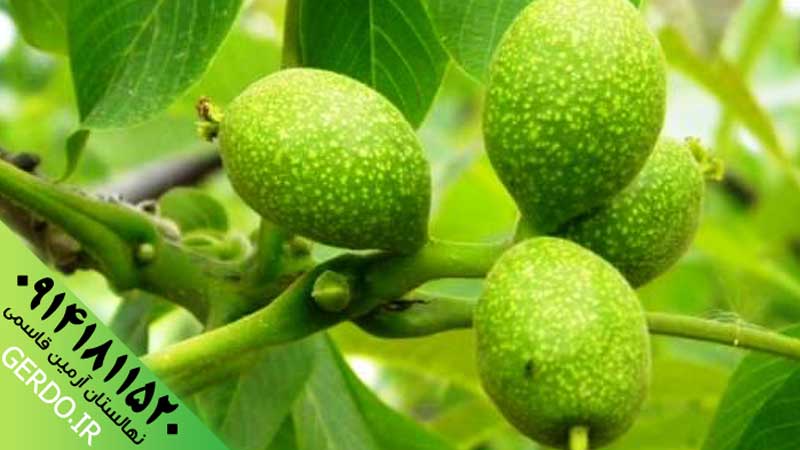 عکس نهال گردو یالووا 3