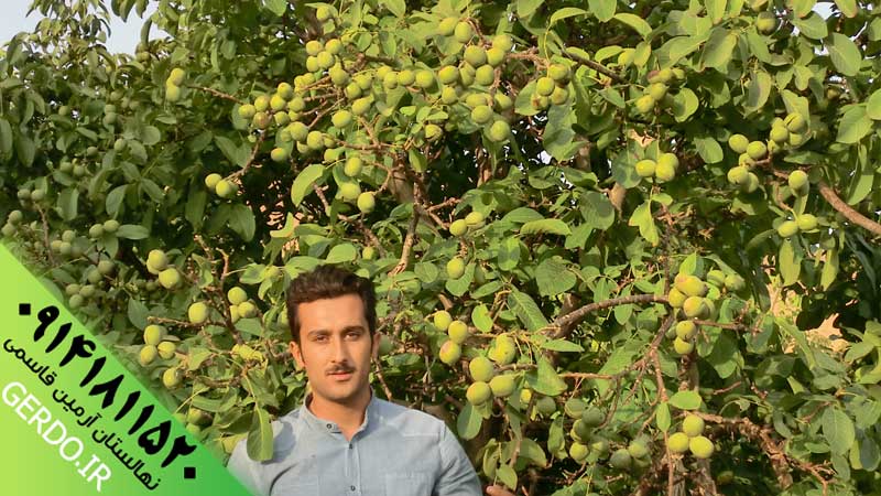 عکس نهال گردو رویال آرمین قاسمی ژنوتیپ برتر
