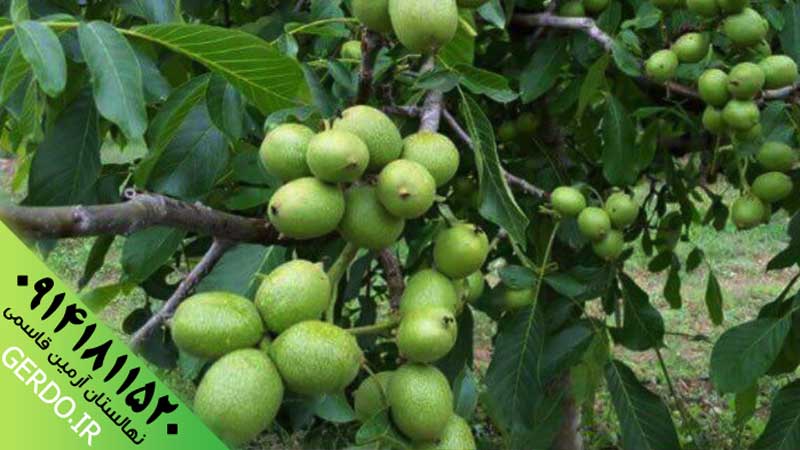 عکس نهال گردو مراغه ژنوتیپ برتر