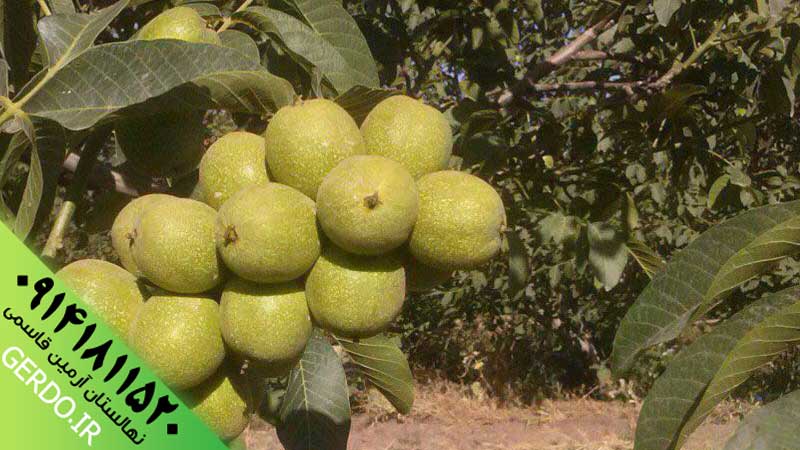 عکس نهال گردو خوشه ای فرانسوی ژنوتیپ برتر
