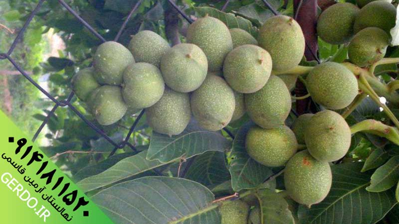 عکس نهال گردو شیلی ژنوتیپ برتر