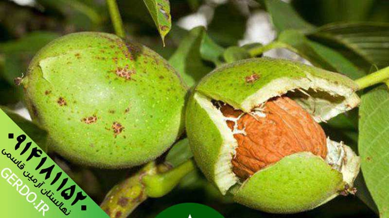 عکس نهال گردو بیلچک