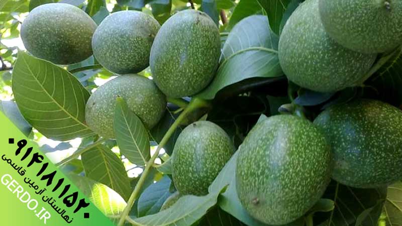 عکس نهال گردو فرانکت پیوندی