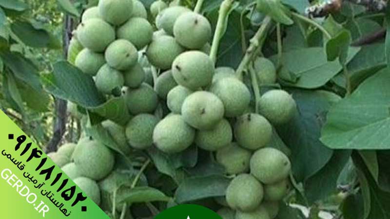 عکس نهال گردو خوشه ای اسرائیلی