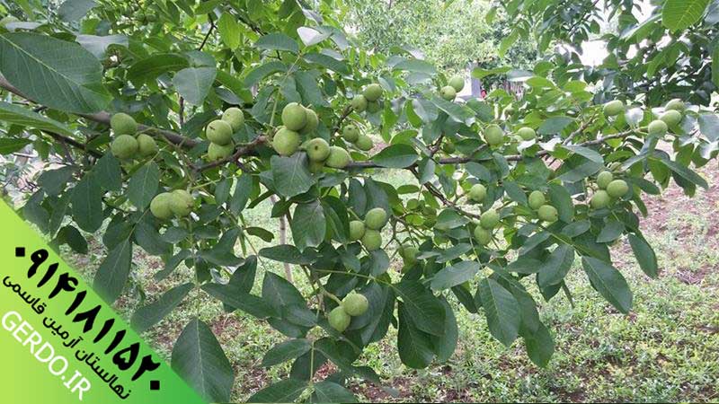 عکس نهال گردو فرنور پیوندی