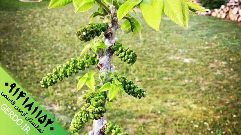 عکس نهال گردو روند پیوندی