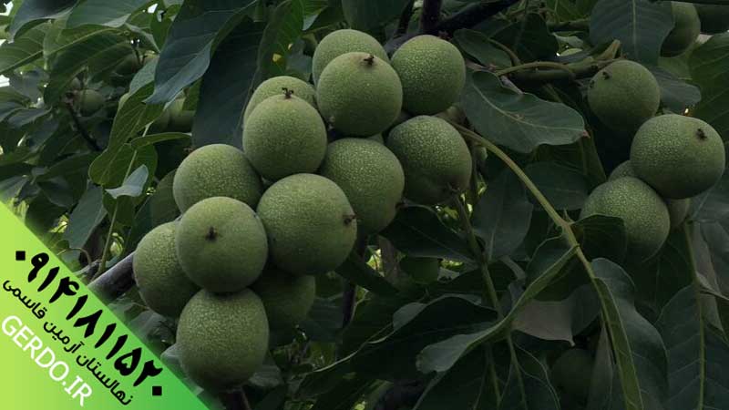 عکس نهال گردو لارا پیوندی