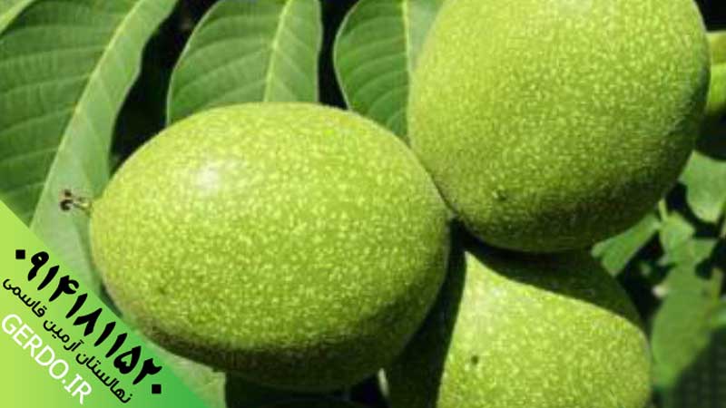عکس نهال گردو هارتلی پیوندی