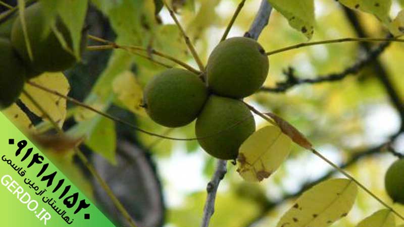 عکس نهال گردو کاما پیوندی